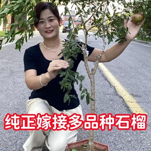 石榴市场前景怎么样_石榴种植赚钱吗