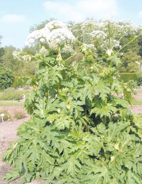 白芷种植前景如何_白芷种植利润怎么样