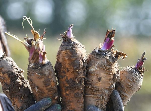 白芷种植前景如何_白芷种植利润怎么样