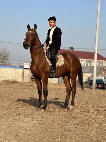 马养殖前景怎么样_2024年养马赚钱吗