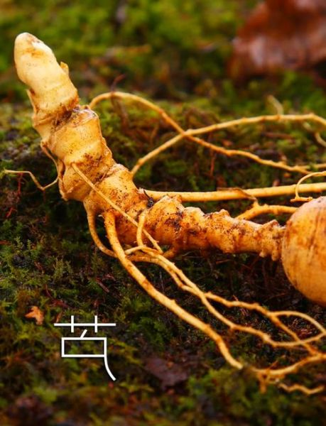 人参种植前景怎么样_人参市场未来五年趋势