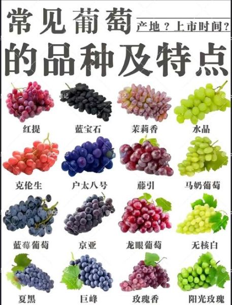 葡萄市场前景怎么样_2024年葡萄种植赚钱吗