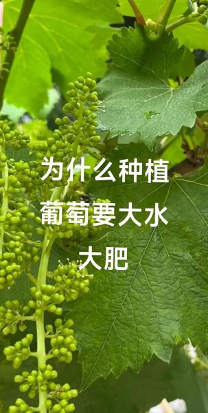 葡萄市场前景怎么样_2024年葡萄种植赚钱吗
