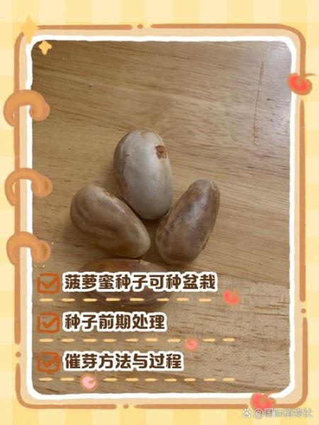 菠萝蜜种植前景如何_菠萝蜜市场销路好吗