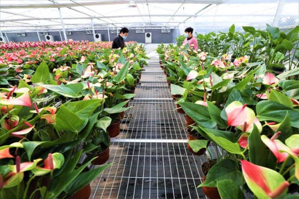 2017花卉种植前景如何_花卉种植赚钱吗