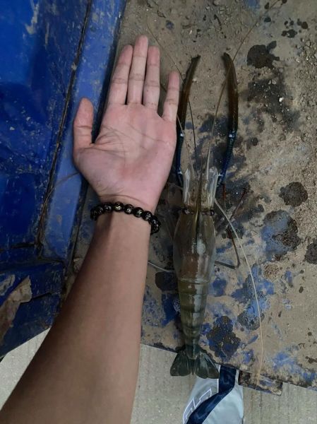 南美白对虾养殖前景怎么样_2024年还能赚钱吗