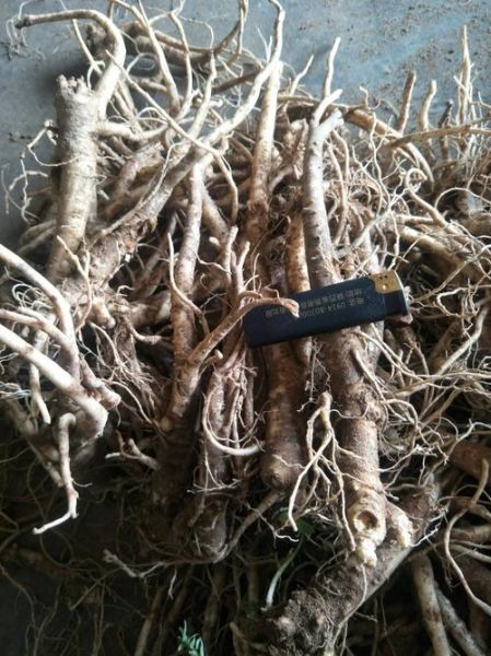 桔梗多少钱一斤_桔梗种植前景怎么样