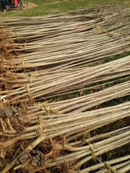 杨树苗价格多少钱一棵_杨树苗种植前景怎么样