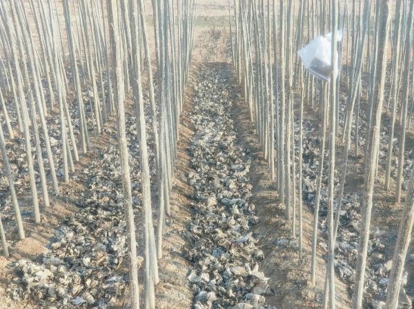 杨树苗价格多少钱一棵_杨树苗种植前景怎么样