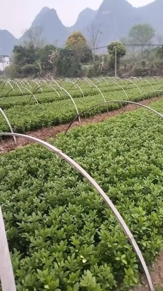 枳壳种植前景怎么样_枳壳种植一亩收益多少