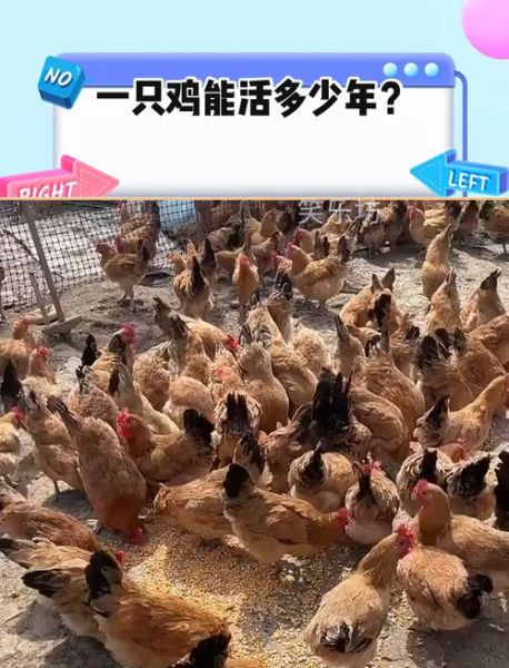 2017年养鸡赚钱吗_2017年养鸡前景如何