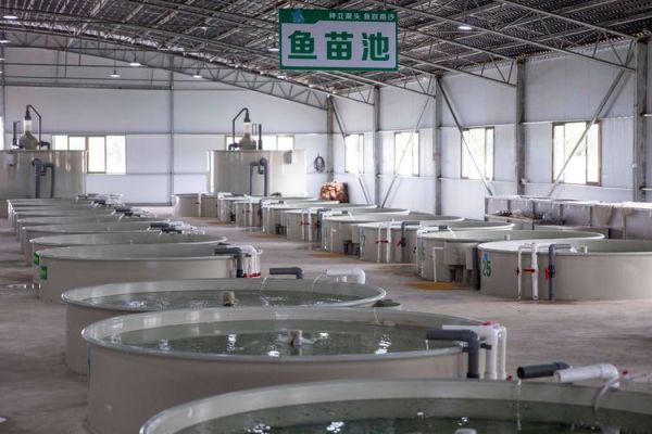 渔业行业前景如何_渔业养殖技术有哪些