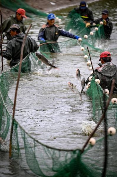 渔业行业前景如何_渔业养殖技术有哪些