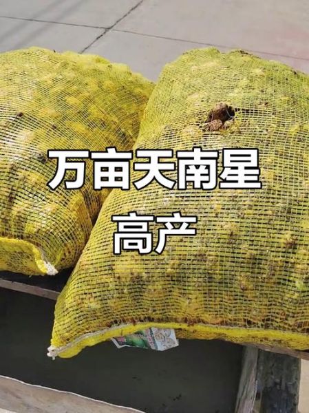 天南星种植前景如何_天南星价格走势分析