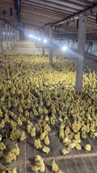 养殖鸭赚钱吗_2024年养鸭前景怎么样