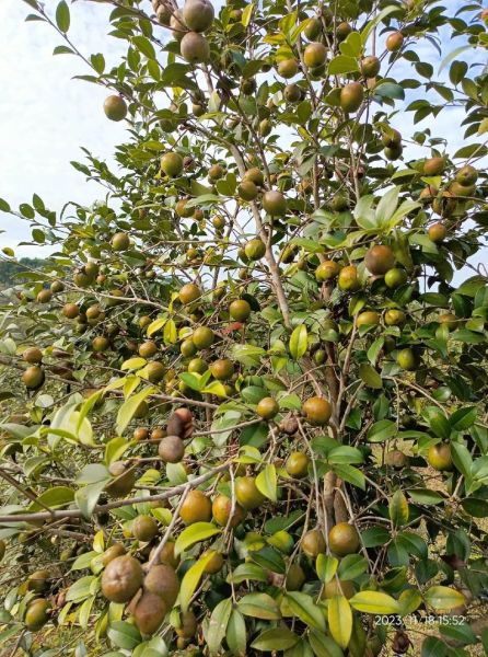 茶油种植前景如何_茶油种植利润怎么样