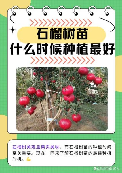 石榴种植前景怎么样_石榴市场前景分析