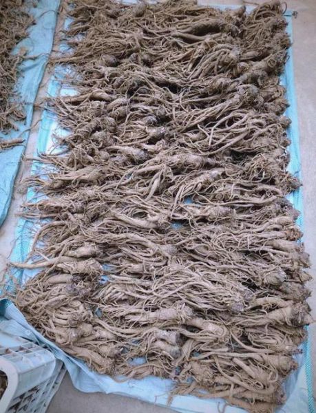 当归种植前景如何_当归价格走势分析