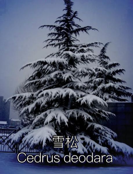 雪松前景怎么样_雪松种植前景分析