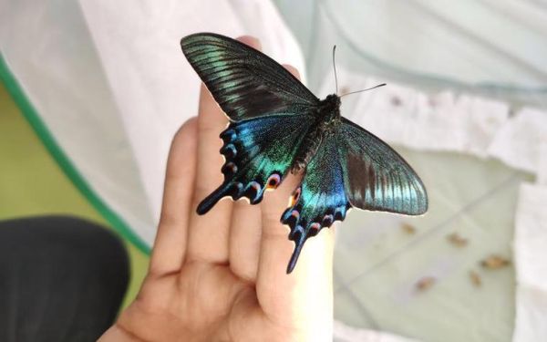 蝴蝶市场前景如何_蝴蝶养殖赚钱吗