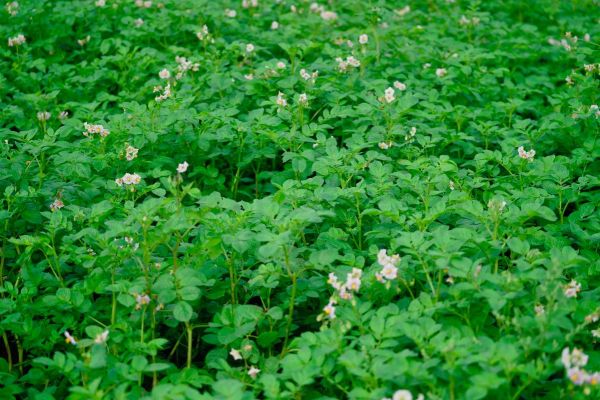 马铃薯价格走势预测_马铃薯种植前景如何