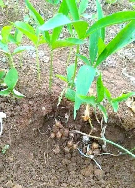 半夏种植赚钱吗_半夏市场前景怎么样