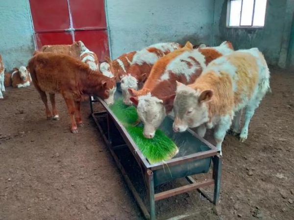 农牧行业前景怎么样_2024年养殖什么最赚钱