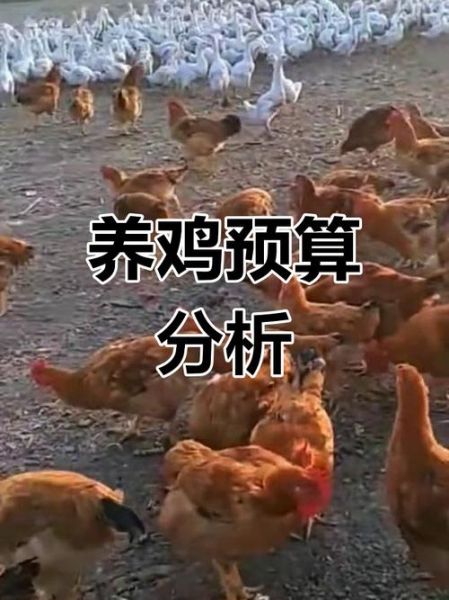 2016年肉鸡行情预测_养殖利润怎么样