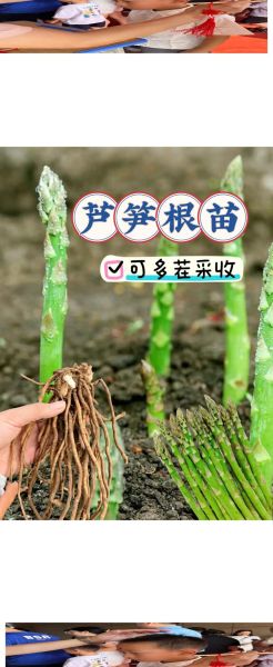 芦笋种植前景怎么样_2024年种芦笋赚钱吗