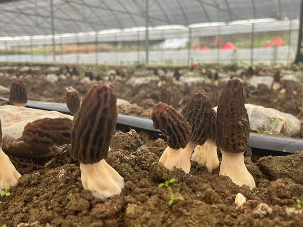 食用菌行业前景如何_食用菌种植赚钱吗