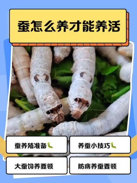 养蚕前景怎么样_2024年还能赚钱吗