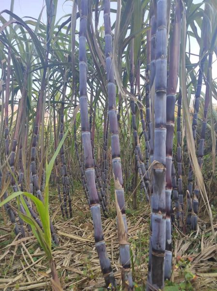 种甘蔗赚钱吗_甘蔗种植前景如何