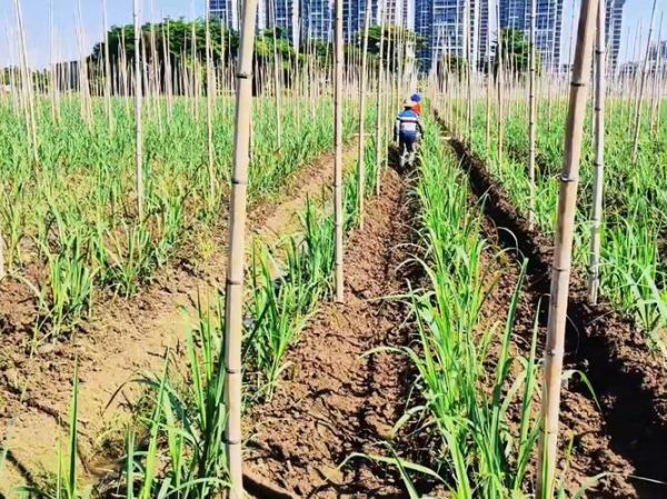 种甘蔗赚钱吗_甘蔗种植前景如何