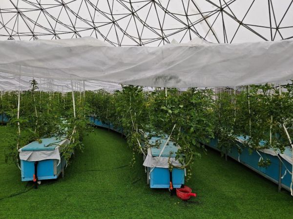 2017蔬菜行业前景如何_蔬菜种植赚钱吗