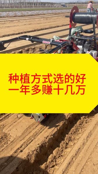 2024年种植行业前景怎么样_新手适合种什么赚钱