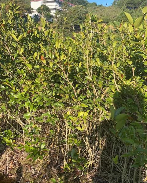 油茶种植前景怎么样_油茶产业赚钱吗