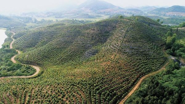 油茶种植前景怎么样_油茶产业赚钱吗