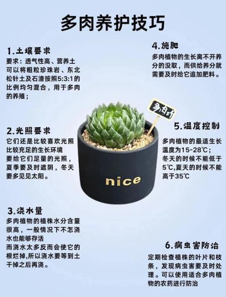 多肉植物前景怎么样_新手还能赚钱吗