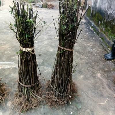 吴茱萸价格走势_吴茱萸种植前景怎么样