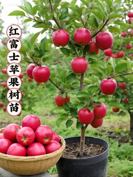红富士苹果种植前景如何_红富士苹果未来价格走势