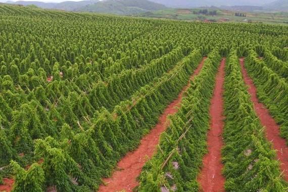山药种植前景如何_山药深加工赚钱吗