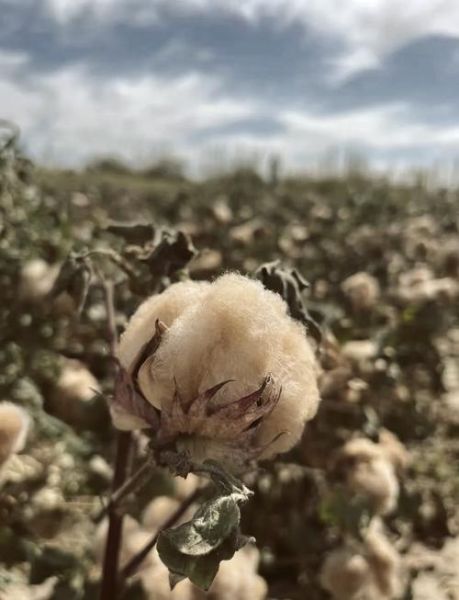 彩棉发展前景怎么样_彩棉未来市场有多大