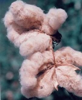 彩棉发展前景怎么样_彩棉未来市场有多大