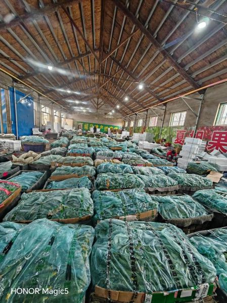 蔬果加工行业前景如何_蔬果加工厂投资多少钱