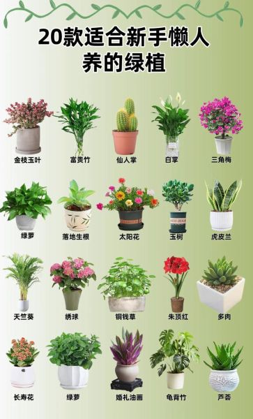 什么花适合室内养_新手养花入门指南