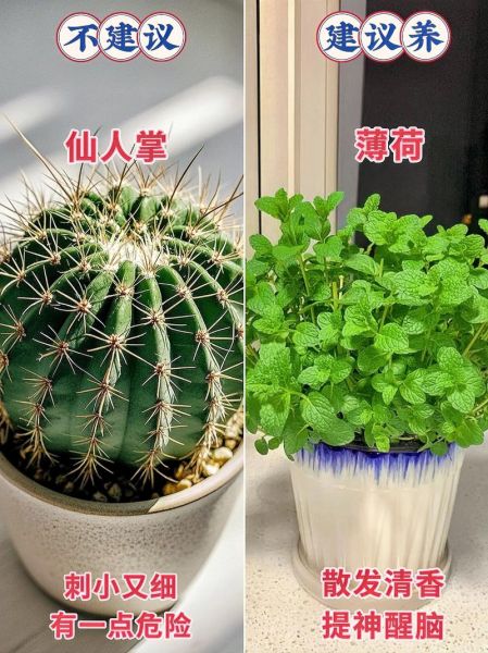 什么花适合室内养_新手养花入门指南