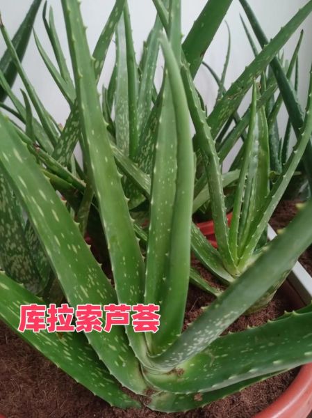 种植芦荟赚钱吗_芦荟种植前景怎么样