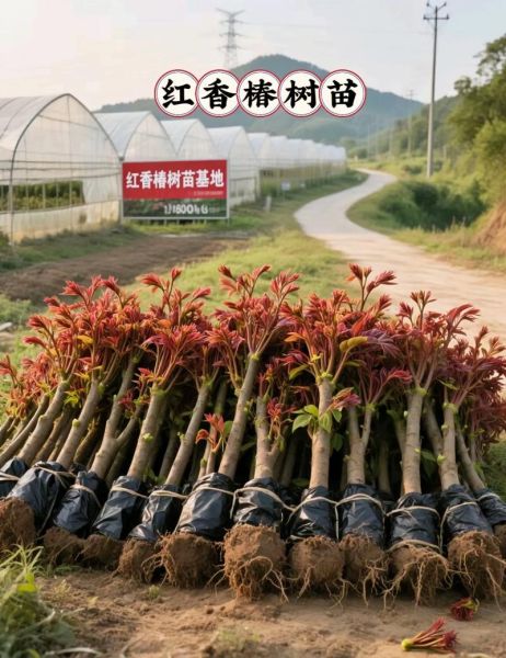 香椿种植前景怎么样_香椿种植赚钱吗