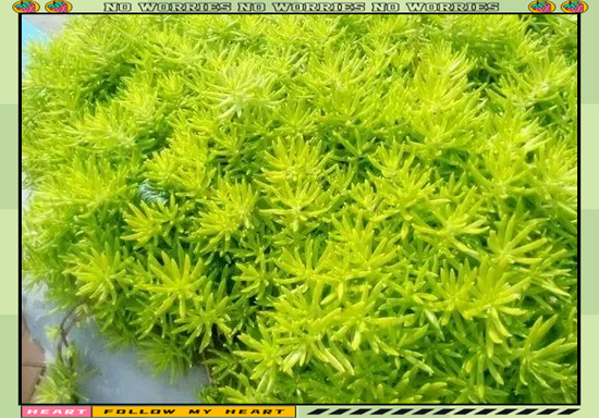 屋顶绿化多少钱一平_屋顶绿化植物怎么选