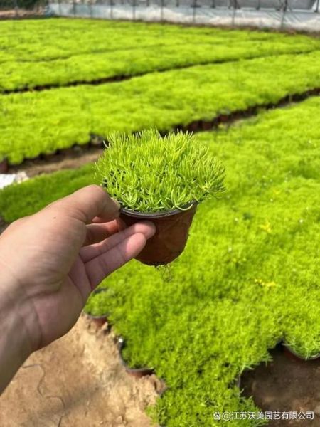 屋顶绿化多少钱一平_屋顶绿化植物怎么选